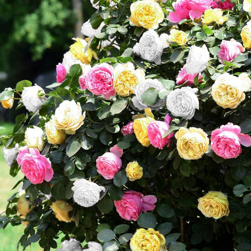 3 in 1 Color Rose Plant