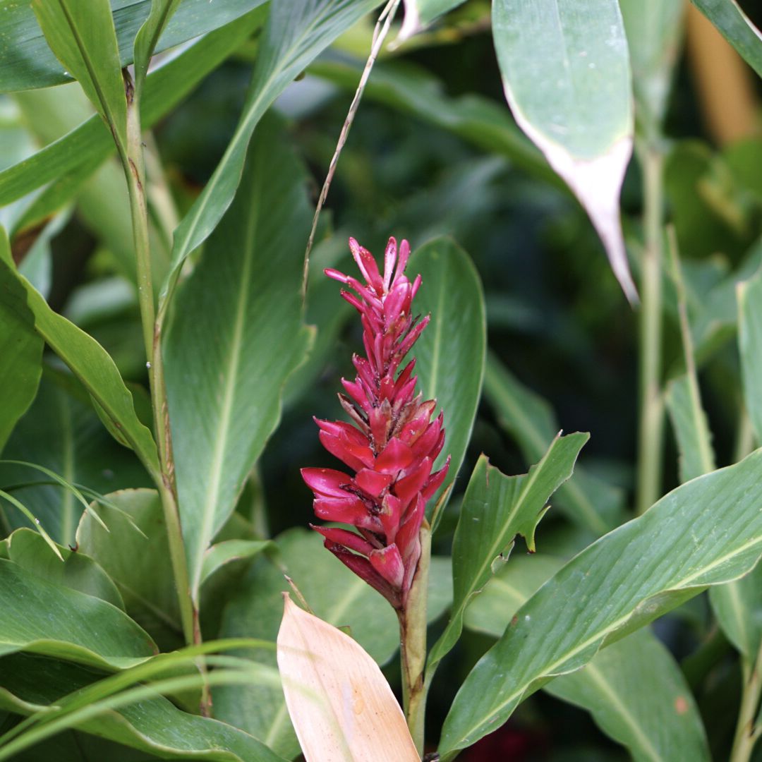 Turmeric Plant Haldi.
