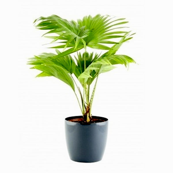 Table Palm - Umbrella Palm Plant.