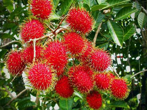 Grafted Rambutan Fruit Plant.