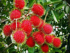 Grafted Rambutan Fruit Plant.