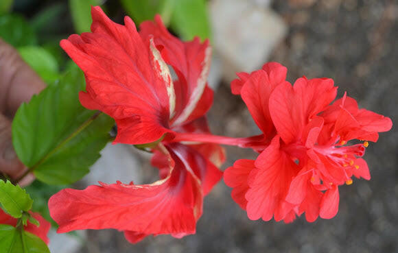 Red Cluster Hibiscus Plant - Gudhal Plant.