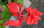Red Cluster Hibiscus Plant - Gudhal Plant.