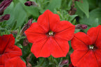 Petunia Red Plant.