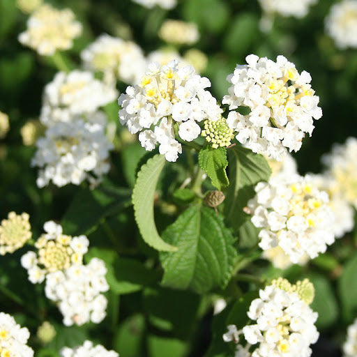White Lantana Plant.