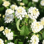 White Lantana Plant.