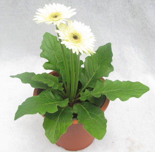 White Gerbera Plant.