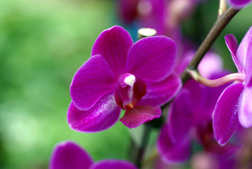 Orchid Violet Plant.