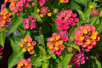 Pink Lantana Plant.