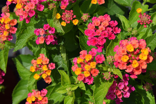 Pink Lantana Plant.