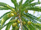 Grafted Amla Fruit Plant.