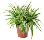 Spider Plant.