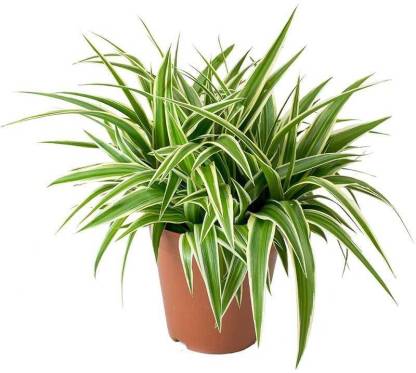 Spider Plant.