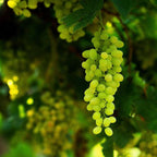 Grafted Green Grapes Fruit Plant.