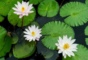 White Lotus Plant.