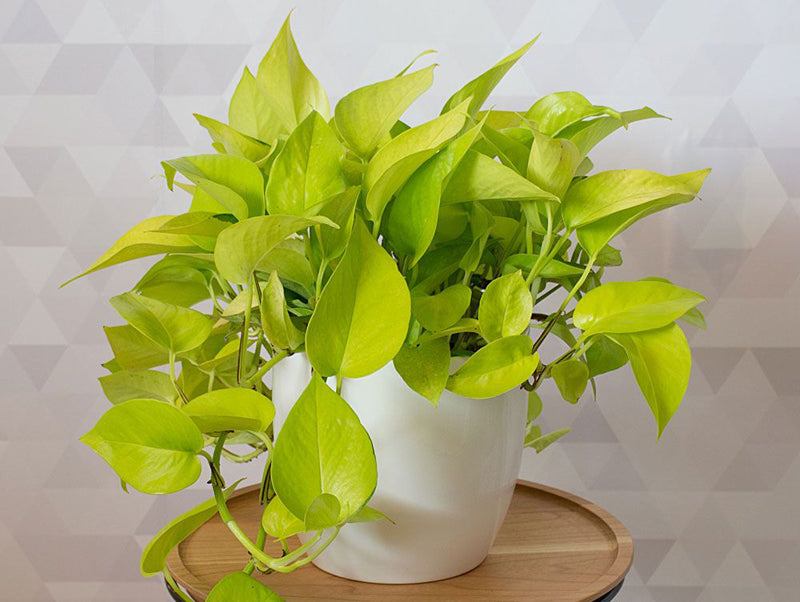 Pothos - Devil's Ivy Indoor Plant.