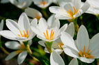 Rain Lily White Plant.