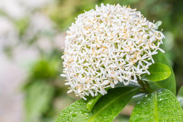 White Ixora Plant.