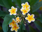 Plumeria White Plant.