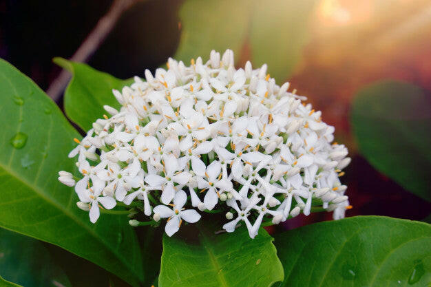 White Ixora Plant.