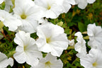 Petunia White Plant.