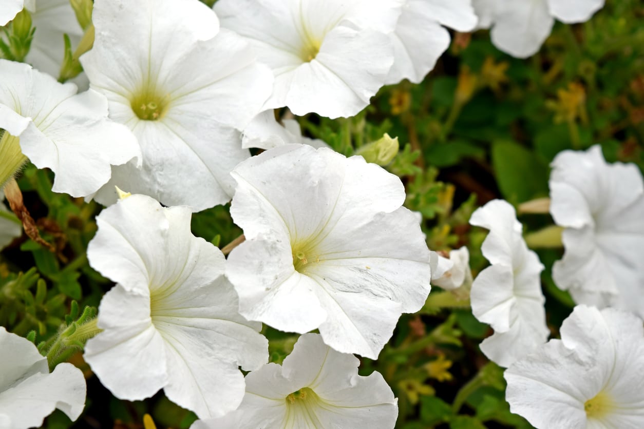 Petunia White Plant.