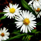 Aster Plant - ‎Aster amellus