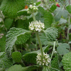 Marrubium Vulgare - White Horehound Plant.