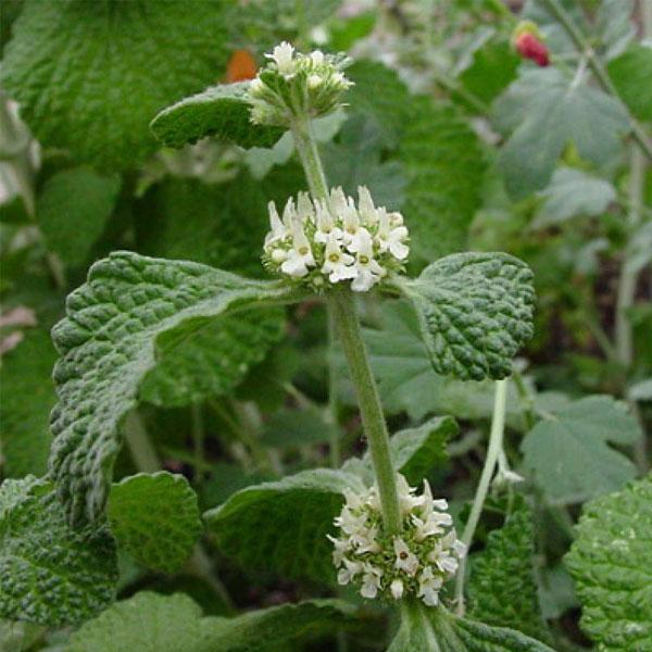 Marrubium Vulgare - White Horehound Plant.