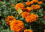 Orange Marigold.