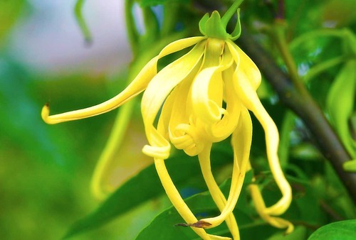 Ylang Ylang Flower Plant.