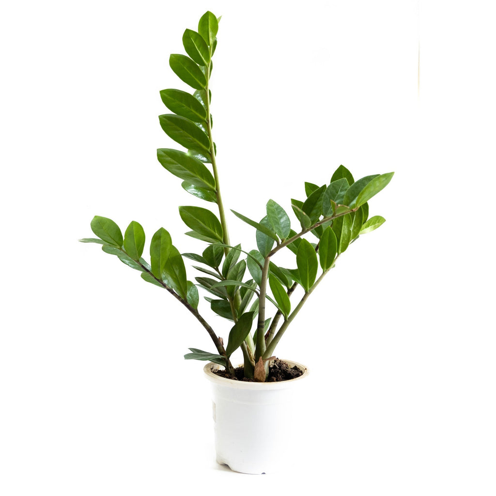 ZZ Indoor Plant.